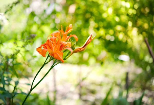 Яскраво Оранжева Лілійна Квітка Сорт Splendens Flore Pleno Саду Великий — стокове фото