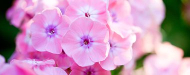 Plox (Phlox paniculata), canlı yaz çiçekleri. Güneşli bir günde bahçede çiçek açan pembe fenomen dalları. Yumuşak bulanık seçici odak.