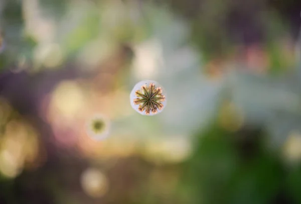 Detail Van Groene Koppen Van Opium Papaver Groeien Het Veld — Stockfoto