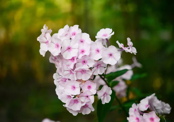 Plox (Phlox paniculata), canlı yaz çiçekleri. Güneşli bir günde bahçede çiçek açan pembe fenomen dalları. Yumuşak bulanık seçici odak.