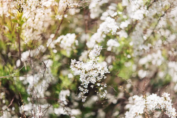 Albero Frutto Fiore Primavera Bellissimo Sfondo Floreale Telaio Orizzontale — Foto Stock