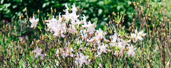 Fehér Cunningham Rhododendron Rhododendron Caucasicum Rhododendron Ponticum Var Album Kertben — Stock Fotó