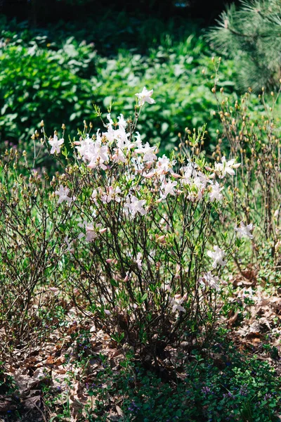 Cunningham Blanco Rhododendron Rhododendron Caucasicum Rhododendron Ponticum Var Album Jardín — Foto de Stock