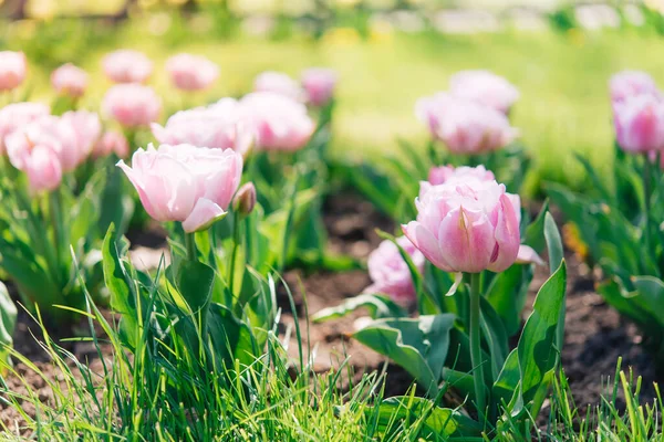 Tulipán Virágok Zöld Leveles Háttér Tulipán Területen Télen Vagy Tavasszal — Stock Fotó