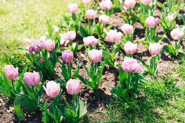 Tulipán Virágok Zöld Leveles Háttér Tulipán Területen Télen Vagy Tavasszal — Stock Fotó