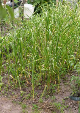 Yeşil sarımsak tarlada, güzel sağlıklı yeşiller güneşli bir günde bahçede. Bağışıklığı geliştirmek için mükemmel bir ilaç. Mutfak çeşnisi.