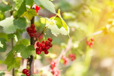 Bahçedeki bir dalda kırmızı frenk üzümü. Bahçe meyvelerine odaklan.