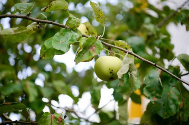 Olgunlaşırken arkaplanı bulanık kırmızı elmalarla kaplı elma dalı
