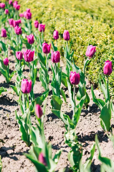 Tulipán Virágok Zöld Leveles Háttér Tulipán Területen Télen Vagy Tavasszal — Stock Fotó