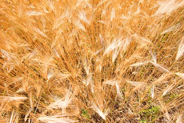 Wheat Fields Ears Golden Wheat Close Beautiful Nature Landscape Rural — Stock Photo, Image