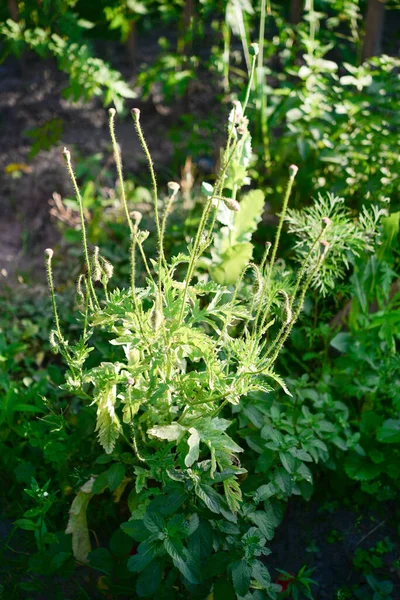 Detail Der Grünen Köpfe Des Schlafmohnanbaus Auf Dem Feld Landwirtschaft — Stockfoto