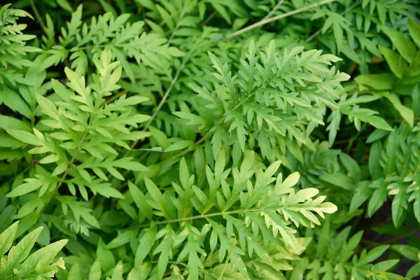 Hojas Verdes Planta Con Hermosas Hojas Caladas Fondo Vegetal Color — Foto de Stock