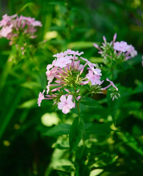 Phlox Giardino Phlox Paniculata Fiori Estivi Vividi Rami Fioriti Flox — Foto Stock