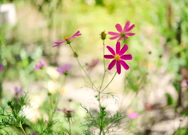 Cosmos Flores Hermosas Jardín Primer Plano Una Postal Espacio Para — Foto de Stock