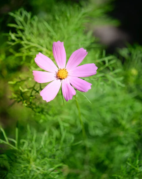 宇宙中的花朵美丽的花园 明信片 为您的文字留出空间 — 图库照片