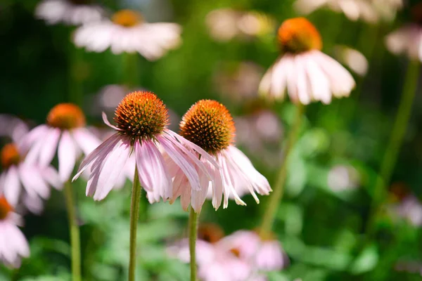 Kwitnący Fioletowy Stożek Echinacea Purpurea Wschodnio Fioletowy Coneflower Lub Jeż — Zdjęcie stockowe