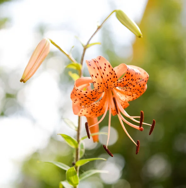 Jasně Oranžová Lilie Tygří Kultivar Splendens Flore Pleno Zahradě Skvělé — Stock fotografie