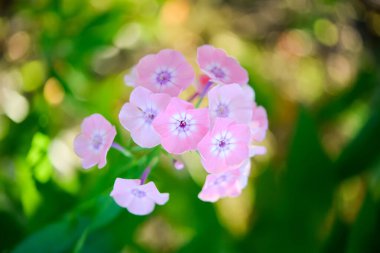 Plox (Phlox paniculata), canlı yaz çiçekleri. Güneşli bir günde bahçede çiçek açan pembe fenomen dalları. Yumuşak bulanık seçici odak.