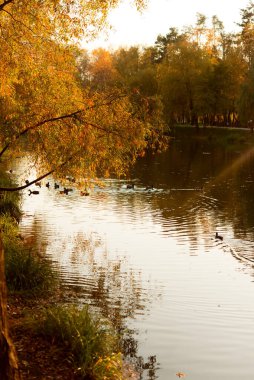 Sis ve güneş ışığıyla güzel bir nehir sabahı. Kum, güneş banyosu ve cankurtaran evi. Sıcak, renkli görünüş.