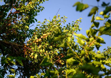 Çiftlikte olgunlaşmış kayısı ağaçları.