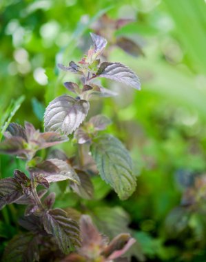 Mentha piperita (naneli çikolata), bahçede bir bitki.