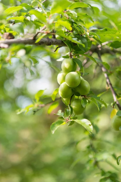 Branches with ripening yellow cherry plum fruits. Cherry plum tree with fruits growing in the garden