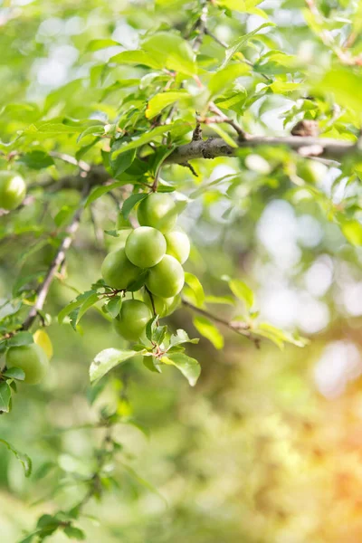 Ágak Érlelő Sárga Cseresznye Szilva Gyümölcsökkel Cseresznyefa Termő Gyümölcsökkel Kertben — Stock Fotó
