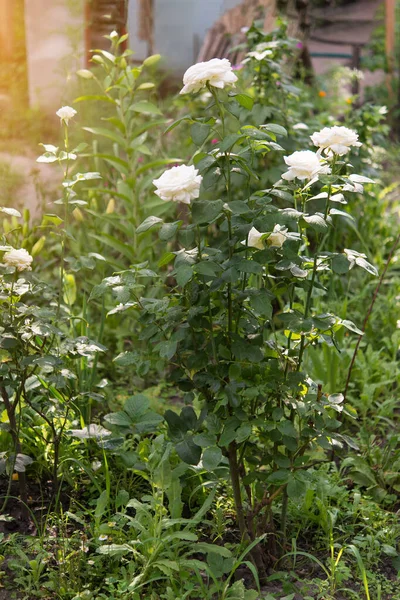 Flor Rosa Sobre Fondo Flor Planta Borrosa Jardín Rosas Naturaleza — Foto de Stock