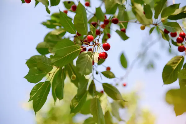 赤い熟したチェリーベリー 夏の野菜園の木 — ストック写真
