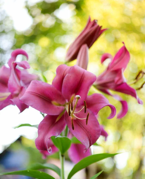 Krásná Lilie Květ Pozadí Zelených Listů Lily Květiny Zahradě Struktura — Stock fotografie