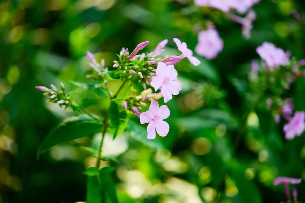 Floks Ogrodowy Phlox Paniculata Żywe Letnie Kwiaty Kwitnące Gałęzie Różowego — Zdjęcie stockowe