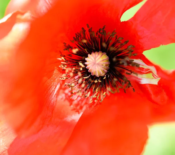 Bahçede Güzel Kırmızı Gelincik Çiçeği Yetişiyor Güneş Işığında Kırmızı Gelincik — Stok fotoğraf