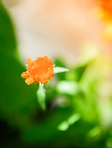 Calendula Calendula Officinalis Marigold Ruddles Çiçeği Yeşil Doğal Yaz Arka — Stok fotoğraf
