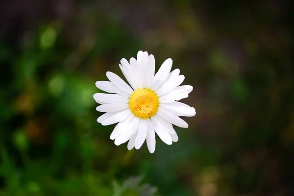 Ένα Λευκό Λουλούδι Μαργαρίτα Ένα Πράσινο Φόντο Στον Κήπο Κοντινό — Φωτογραφία Αρχείου