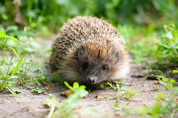 Kirpi, (bilimsel adı: Erinaceus Europaeus), vahşi, yerli, Avrupalı kirpi. Doğal çim bahçesinde öne doğru bakıyor. Kapatın. Yatay olarak