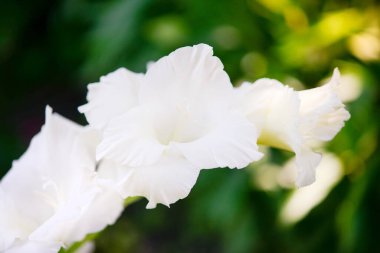 Gladiolus, bahçede beyaz gladioller çiçek açıyor. Gladiolus çiçeklerine yakın çekim. Yazın parlak gladiolus çiçekleri. Yeşil arka planda büyük çiçekler ve tomurcuklar.