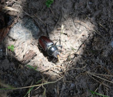 Scarab böceği (Scarabaeus sacer) doğada yerde sürünür.