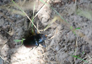 Scarab böceği (Scarabaeus sacer) doğada yerde sürünür.
