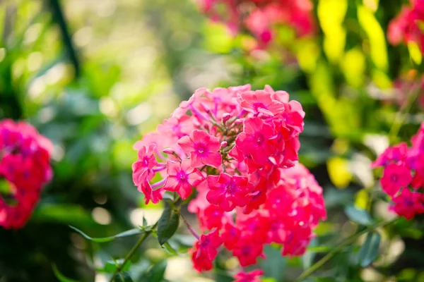 Gartenphlox Phlox Paniculata Kräftige Sommerblumen Blühende Phloxzweige Garten Einem Sonnigen — Stockfoto