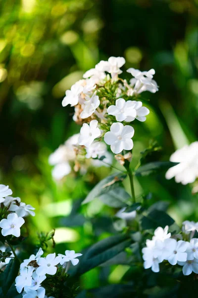 Phlox Jardim Phlox Paniculata Flores Vivas Verão Floração Ramos Flox — Fotografia de Stock