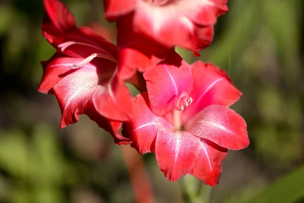 Gladiolus Red Gladioli Blooming Garden Close Gladiolus Flowers Bright Flowers — Stock Photo, Image
