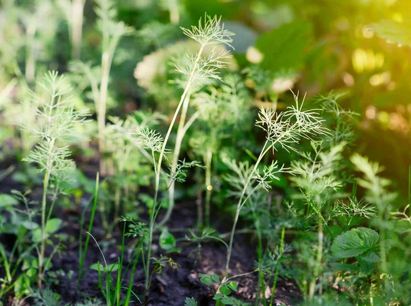 Eneldo Fresco Anethum Graveolens Creciendo Lecho Vegetal Hierba Anual Familia —  Fotos de Stock