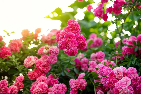 バラの庭のぼやけた植物の花を背景にバラの花を咲かせます — ストック写真