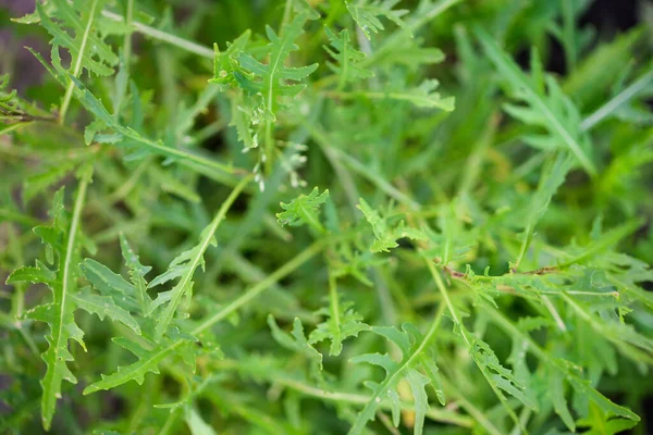 Rucola Arugula Pflanze Garten Arugulablatt Aus Nächster Nähe Blick Von — Stockfoto