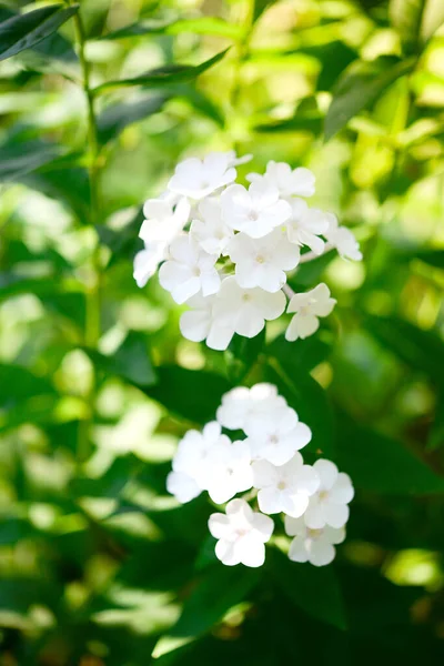 Flox Jardín Phlox Paniculata Vívidas Flores Verano Ramas Florecientes Flox —  Fotos de Stock