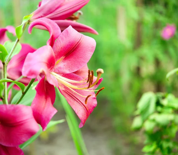 Bela Flor Lírio Fundo Folhas Verdes Lily Flores Jardim Textura — Fotografia de Stock