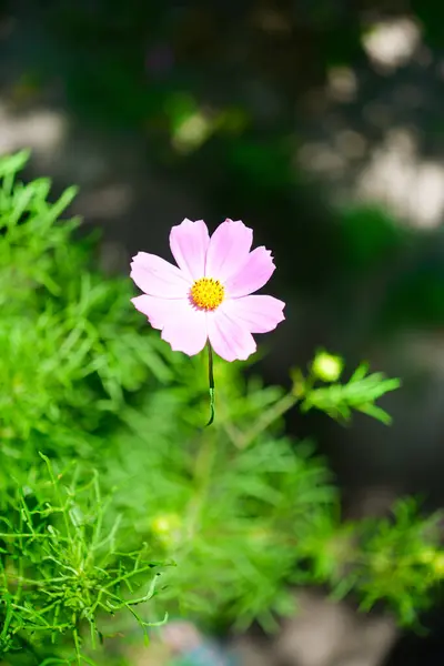 Cosmos Flowers Beautiful Garden Close Postcard Space Your Text — Stock Photo, Image