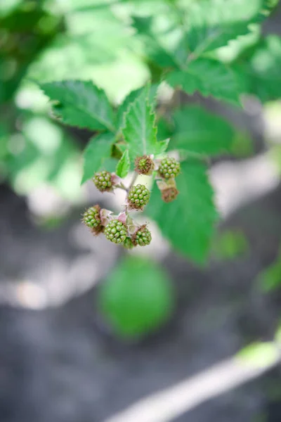 Amora Preta Verde Não Madura Jardim Cartão Com Espaço Cópia — Fotografia de Stock