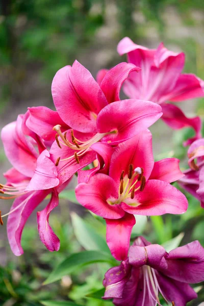 Vacker Lilja Blomma Bakgrund Gröna Blad Lily Blommar Trädgården Bakgrundskonsistens — Stockfoto