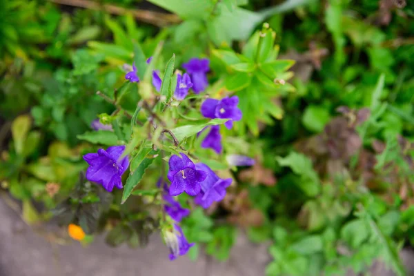 Kék Campanula Közepes Virágok Teljes Virágzatú Közismert Nevén Canterbury Harangok — Stock Fotó